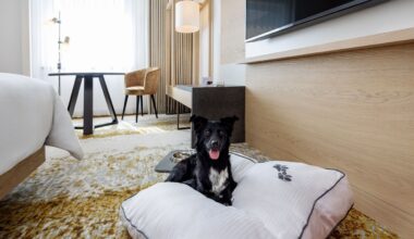 Pet-Friendly Luxury Hotels That you have to try!