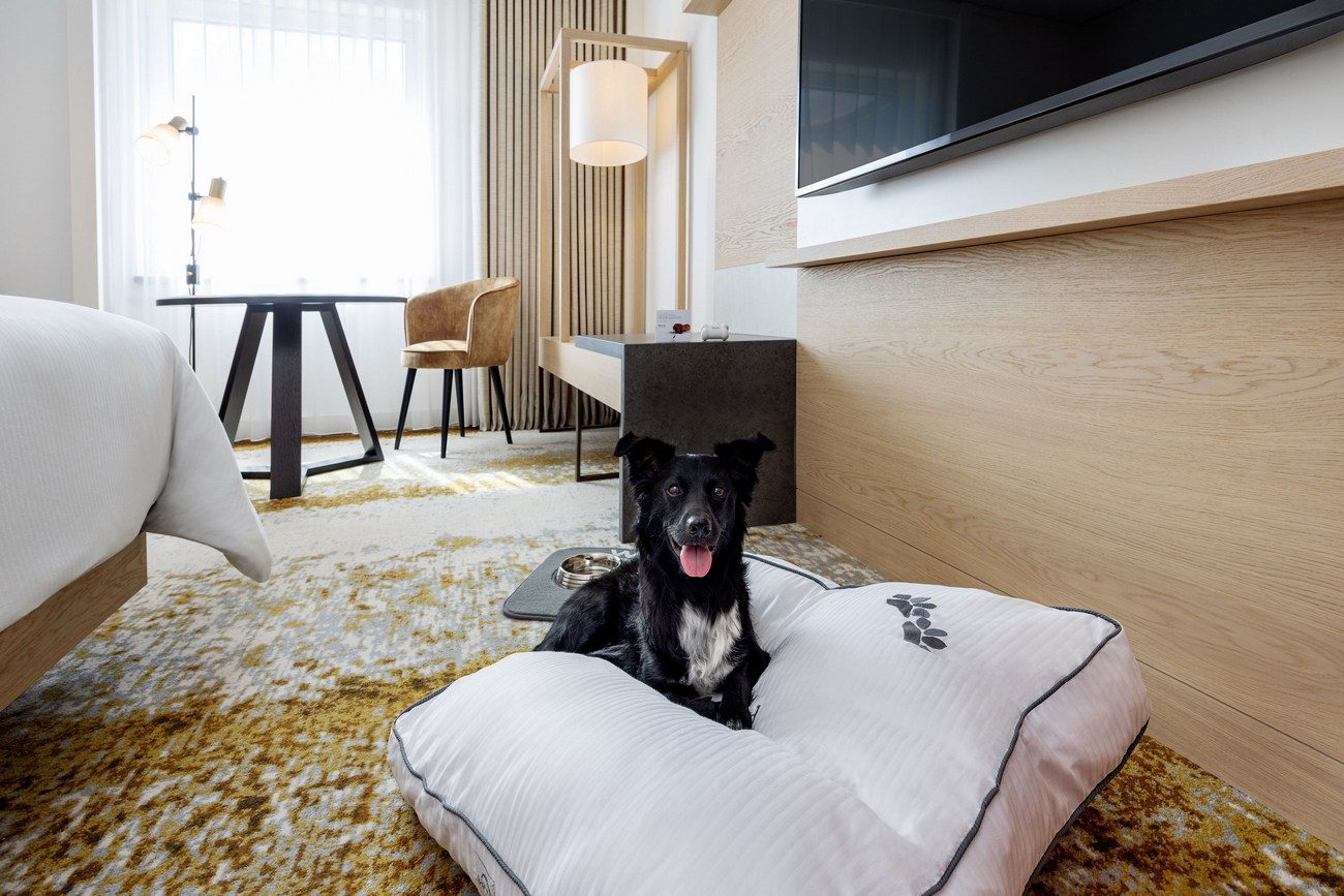 Pet-Friendly Luxury Hotels That you have to try!