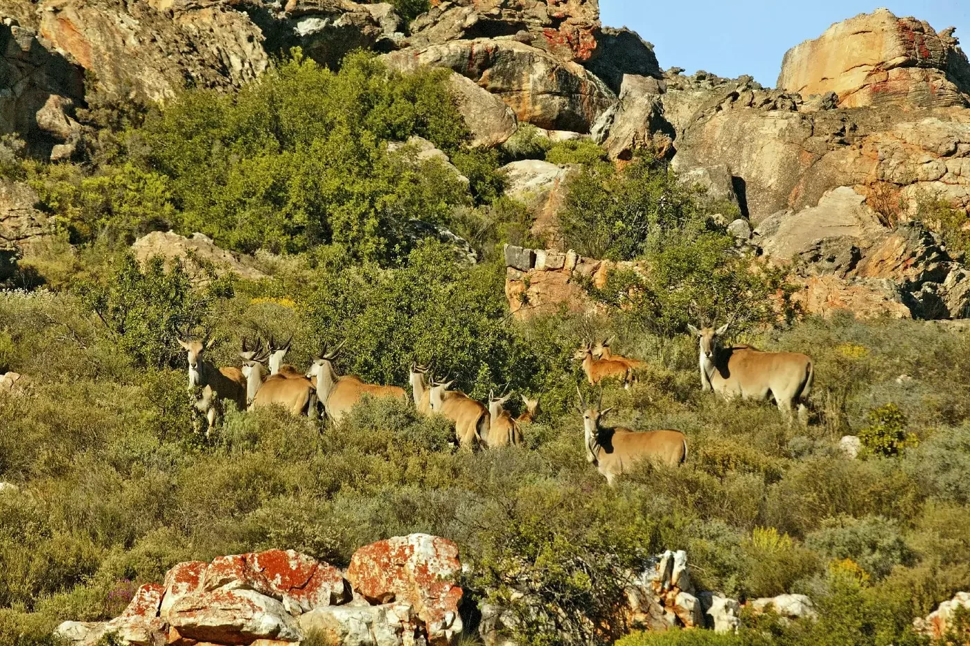 Antelope among shrubs and sandstone formations in the Bushmans Kloof reserve