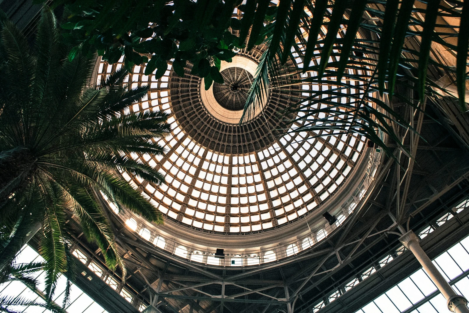 Palm fronds beneath the glass dome of the Winter Garden at Ny Carlsberg Glyptotek