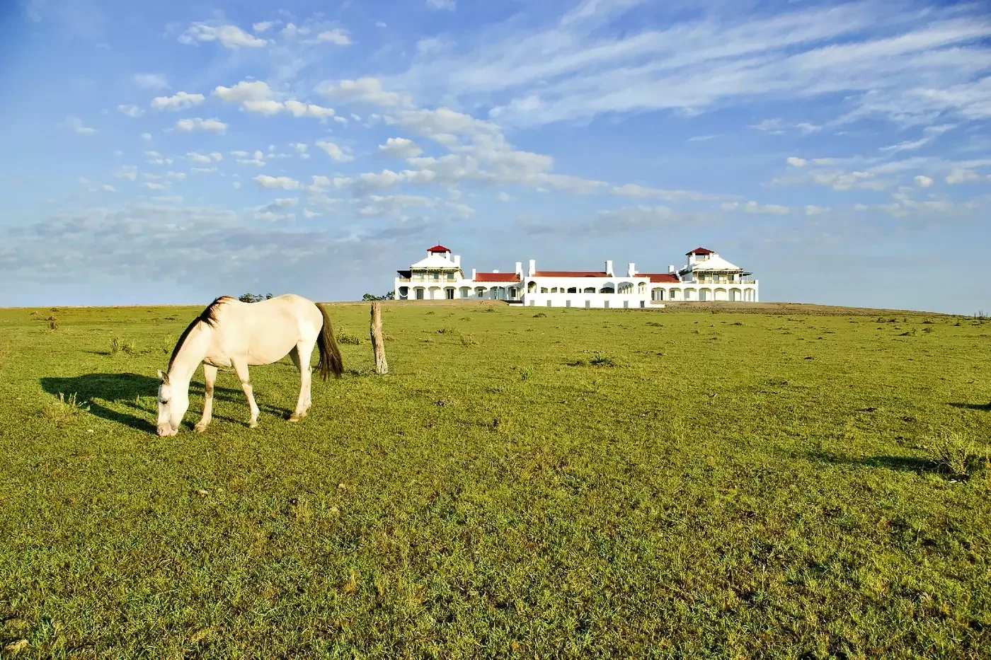 Horse grazing in a field with the white Estancia Vik house in the background