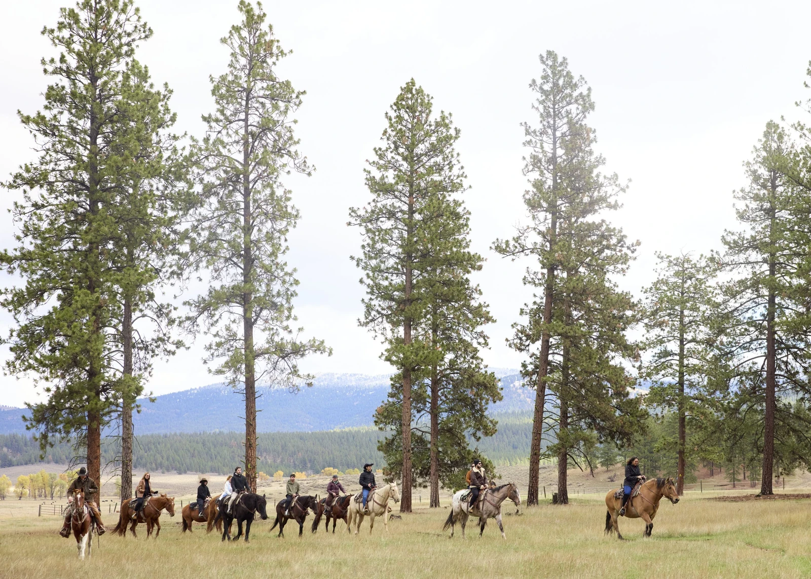 Group riding horses among tall pines and open pasture at Paws Up Montana